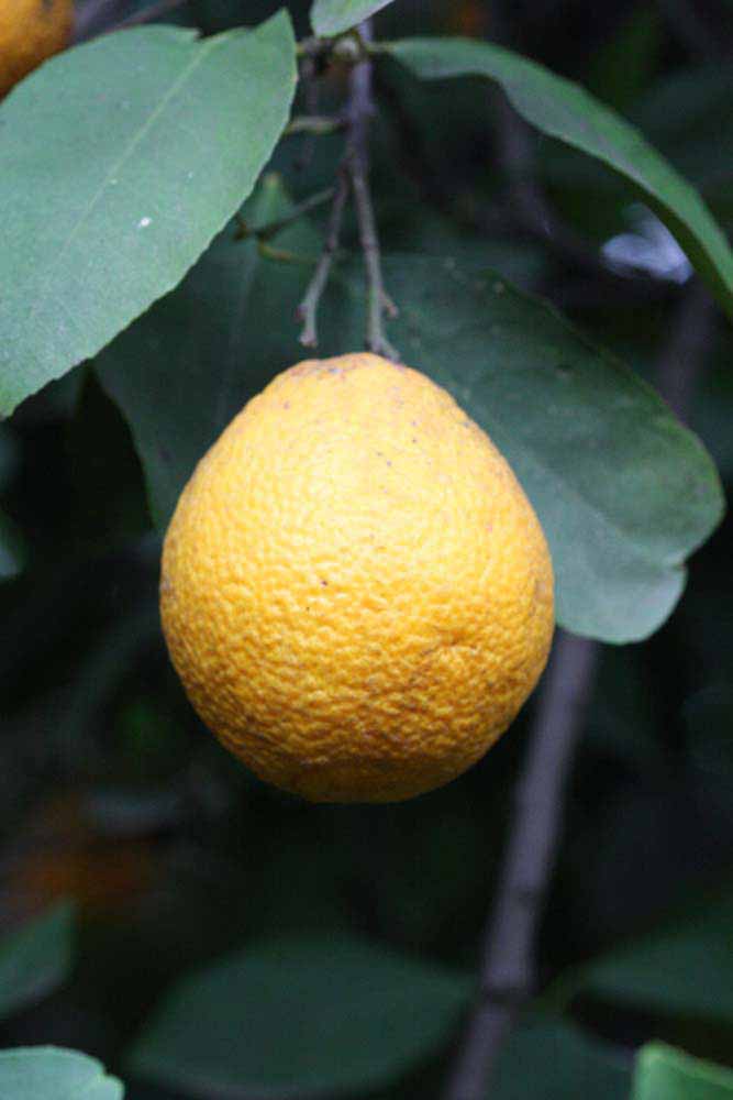              Fruit (Riverside, CA)       